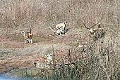 Panna National Park, Chattarpur, Madhya Pradesh